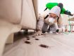 Best Pest Control Tips And Tricks To Get Rid Of Pests
