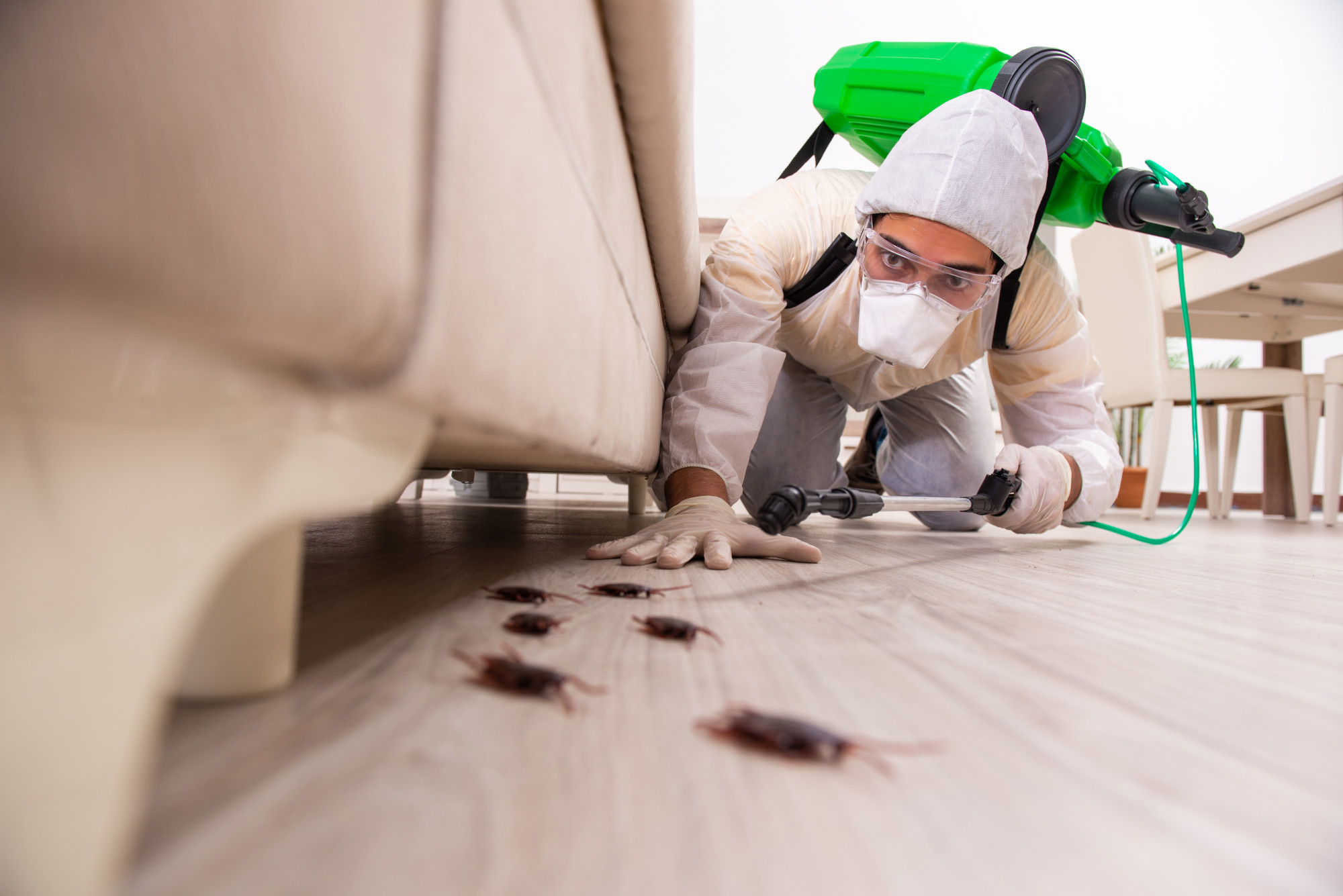 Best Pest Control Tips And Tricks To Get Rid Of Pests