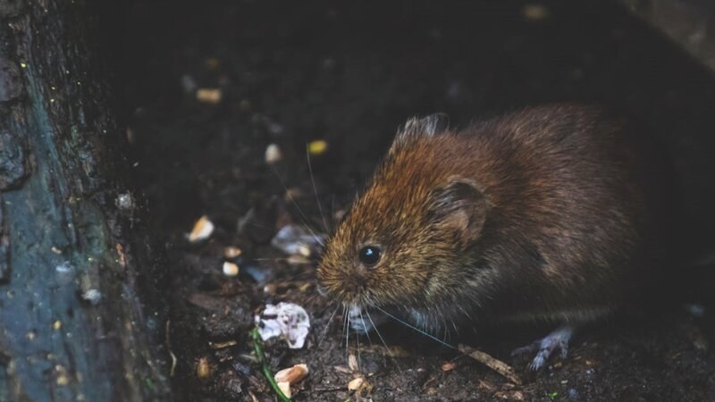 pest control cost