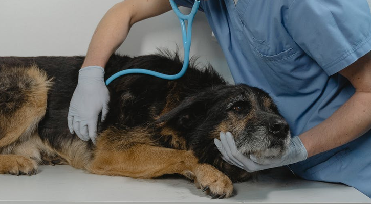 dog hospital in Encino