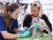 best modern vet hospitals in Encino