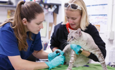 best modern vet hospitals in Encino