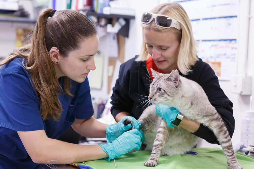 best modern vet hospitals in Encino
