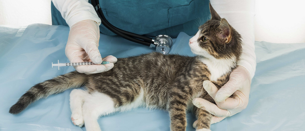 cat hospital in Encino